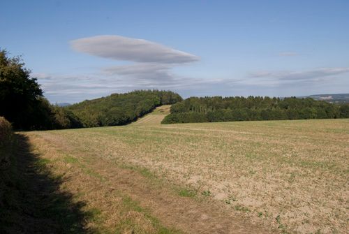 Mogg Forest