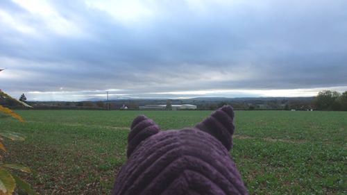 View from the pig