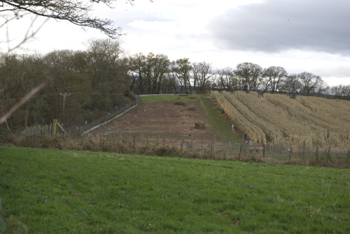Pheasant field